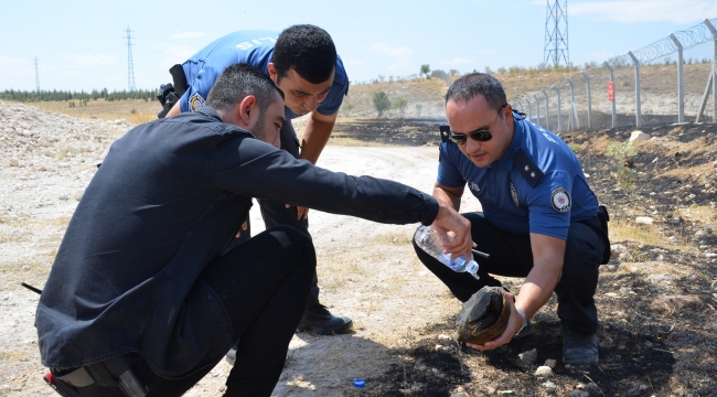 Yangının ortasında kalan kaplumbağayı polisler kurtardı