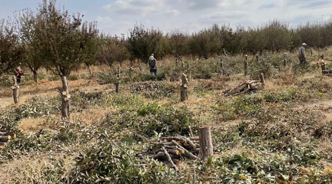 Elma bahçeleri yok oluyor!