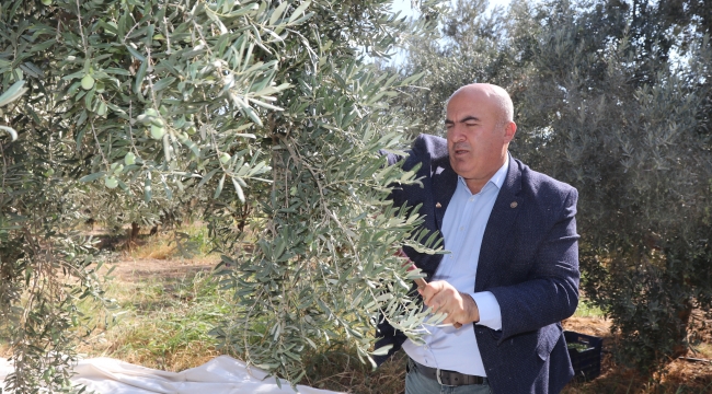 Karaman zeytinde marka olacak