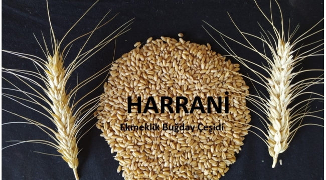 Tohumluk üretim ve pazarlama hakkı ihale ilanı