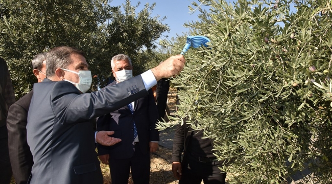 Vali Işık Zeytin Hasadına Katıldı