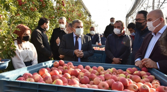Sezonun Son Elma Hasadı Yapıldı