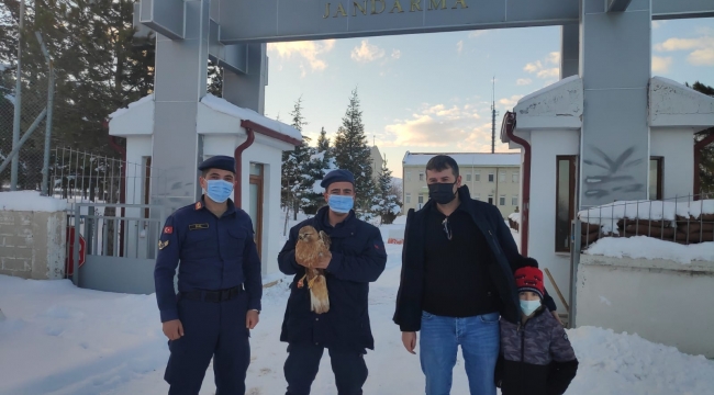 Kızıl şahin tedavi altına alındı