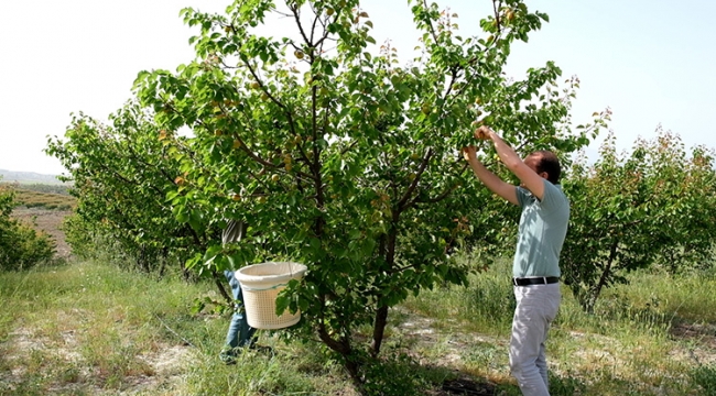 Mut kayısısında hasat başladı
