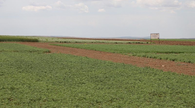 Baklagillerin doğrudan ekimi çevreyi koruyor