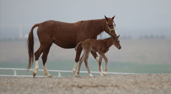 58 Safkan Arap Koşu Tayı satışa çıkarıldı