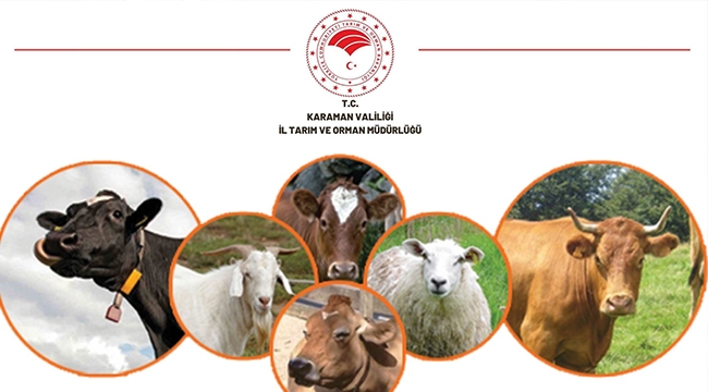 İşte Karaman’daki kurbanlık sayısı