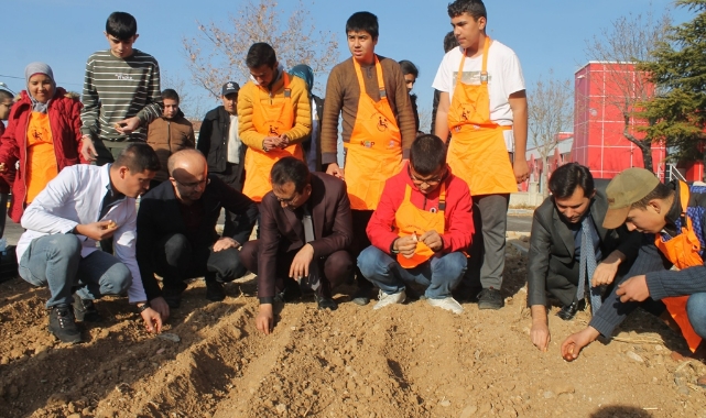 Lale Soğanları toprakla buluştu