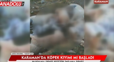 Karaman’da köpek kıyımı mı başladı