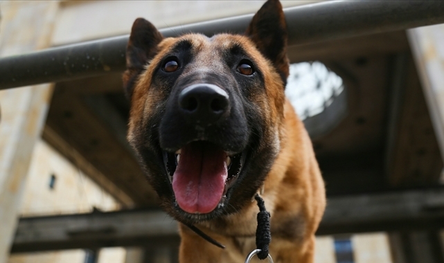 O köpeğin sahibine hapis cezası