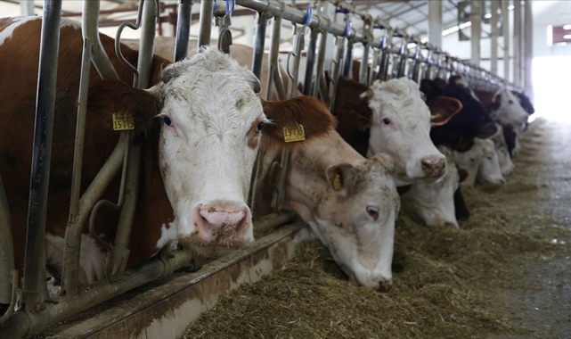 Besicilik gelişime katkı sağlayacak
