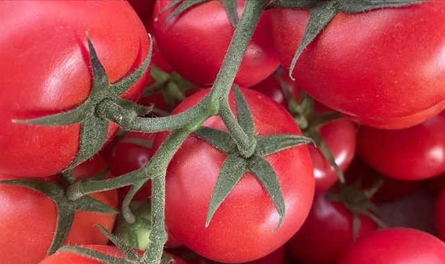 Domates ihracatından rekor gelir