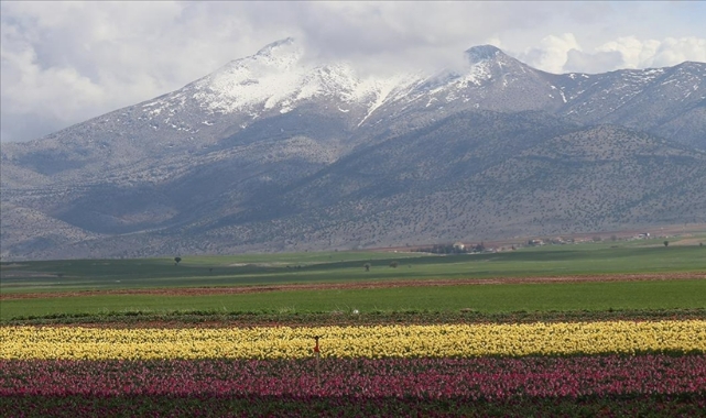 Karaman lale çiçeğiyle güzelleşecek