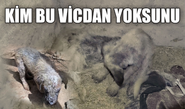 Kim bu vicdan yoksunu