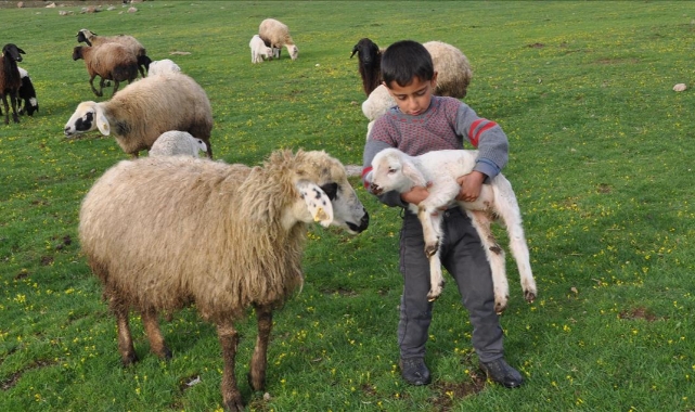 Koyunlar yeşile kavuştu