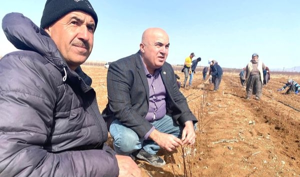 TMO’dan Mısır Satışı