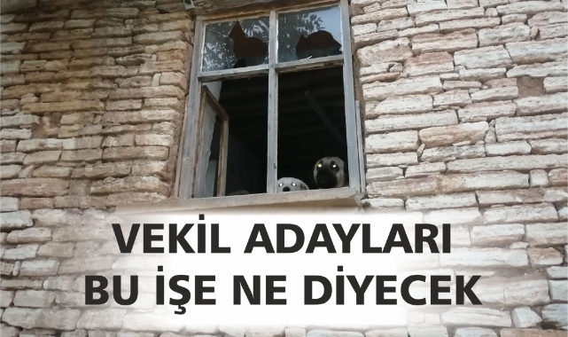 Vekil adayları bu işe ne diyor