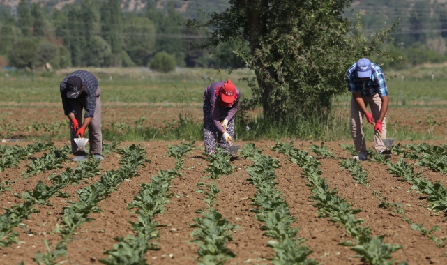 Çiftçiye can suyu olacak