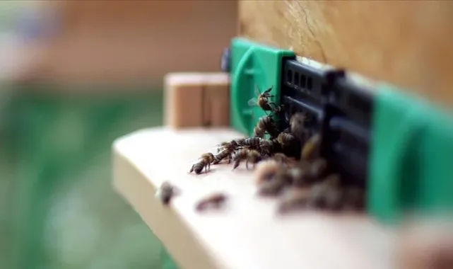 &quot;Dünya Arı Günü&quot;