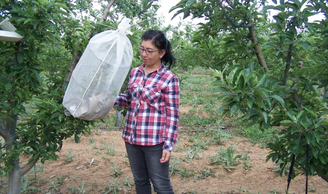 Elma üreticilerine uyarı
