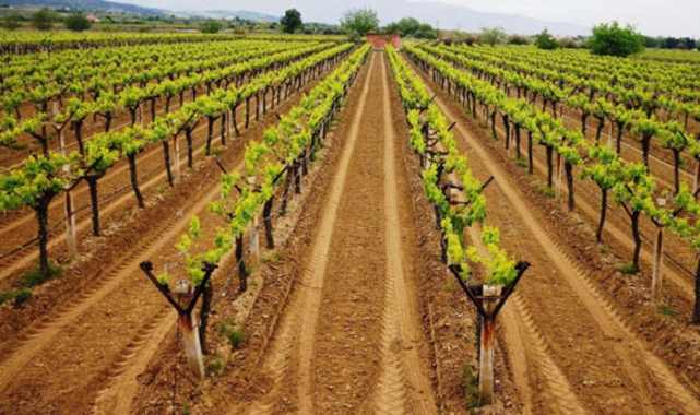 Elma ve üzüm için 18 istasyon kuruldu