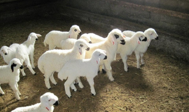 İşte Karaman kurbanlık fiyatları 