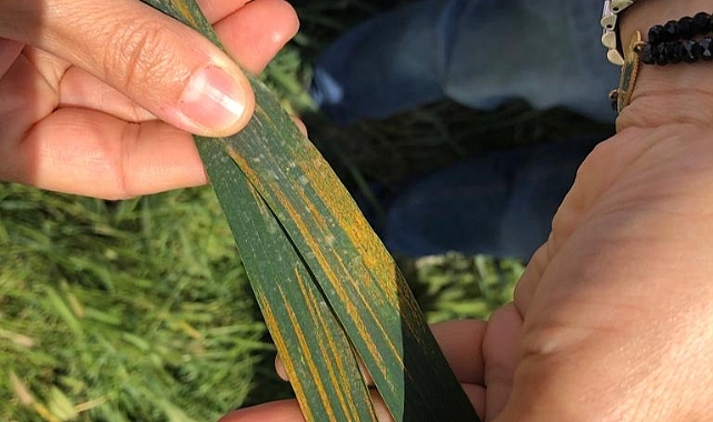 Pas hastalığına dikkat!