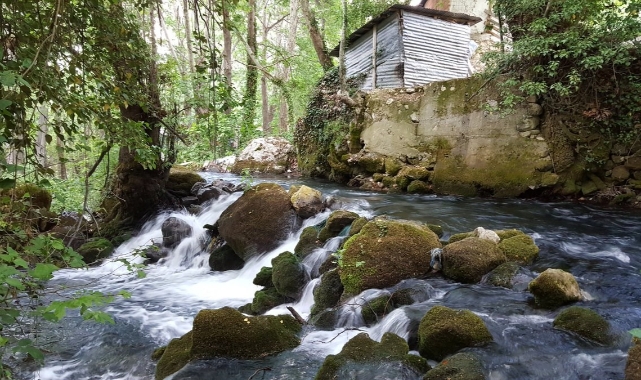 Zeyve Pazarı (Ermenek)