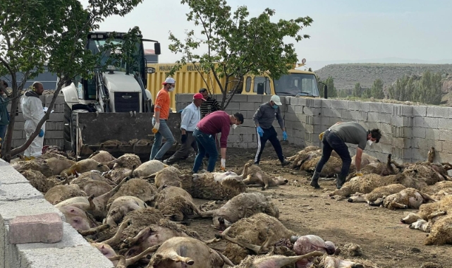 170 küçükbaş hayvanı telef etti