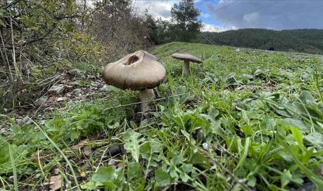 9 kişi mantardan zehirlendi