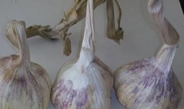 Afşin Koçovası Sarımsağı