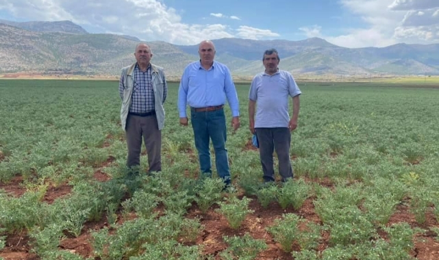 Antraknoz hastalığına dikkat!