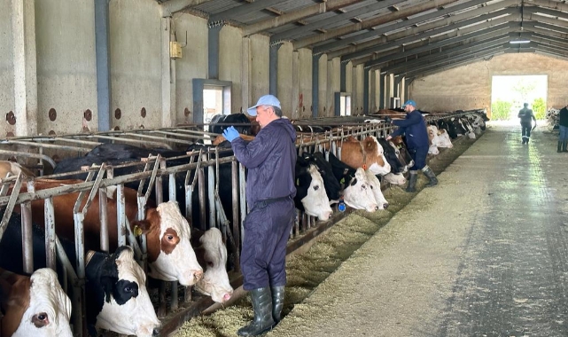 Ari işletme çalışmalarına devam ediyor