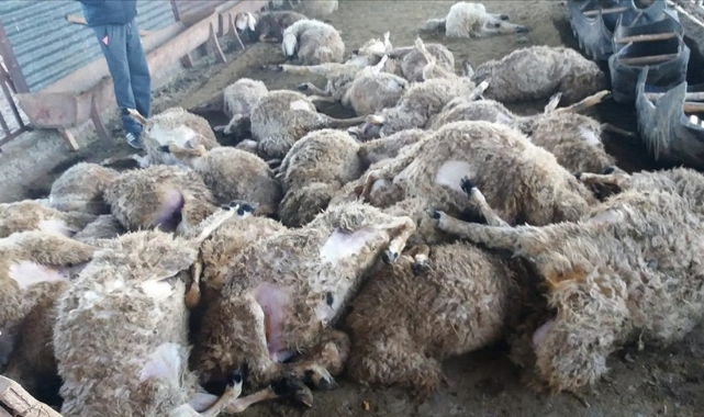 Bayram önü besiciye büyük şok