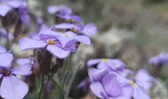 Dağların eteklerini süsledi