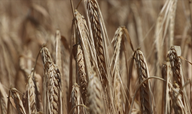 "Hedef 20 milyon ton"