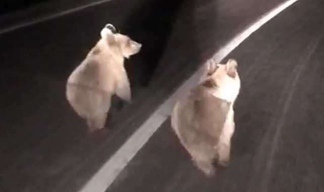 İki ayı yavrusu cep telefonuyla görüntülendi