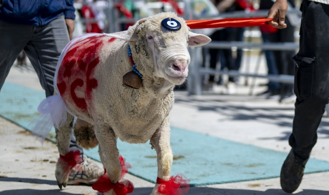Karaman cinsi &quot;Kral&quot; oldu