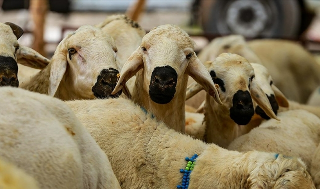 Kurban Vekalet fiyatı belli oldu