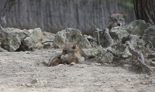 Kurt dehşet saçtı