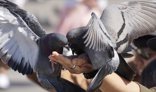 Kuş besleyenlere dikkat!