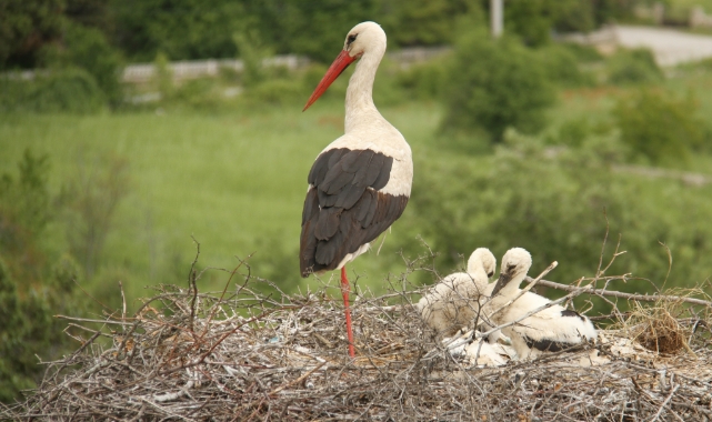 Leyleklerin popülasyonu yükseldi