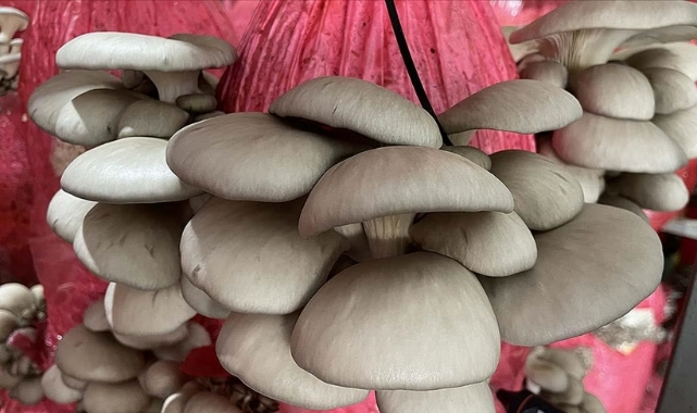 Mantar zehirlenmelerine dikkat!