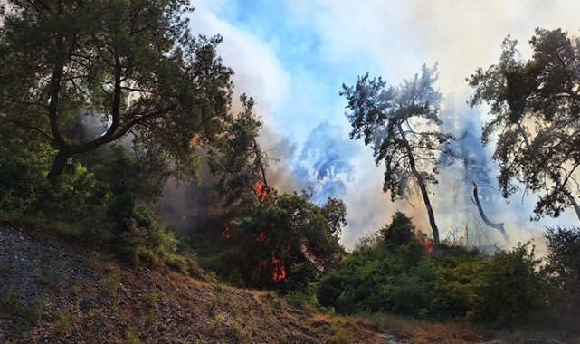 Orman yangını başladı