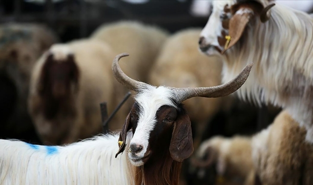 Zincir marketlerde sektöre girdi