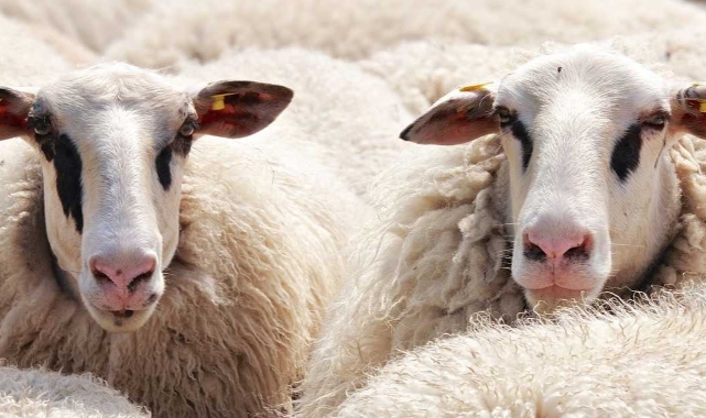 Zincir marketlere kim dur diyecek