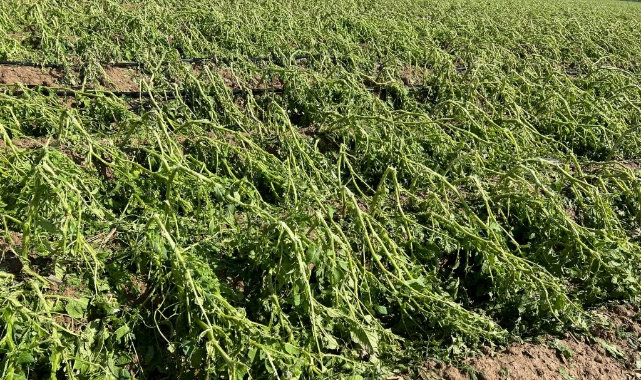 Ziraat Odası'ndan çiftçilere uyarı