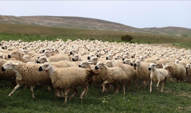 3 milyonun üzerinde küçükbaş kurbanlık satıldı
