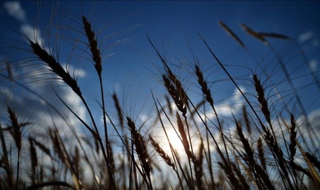 “Hububat fiyatlarında yükselişi frenleyecektir”