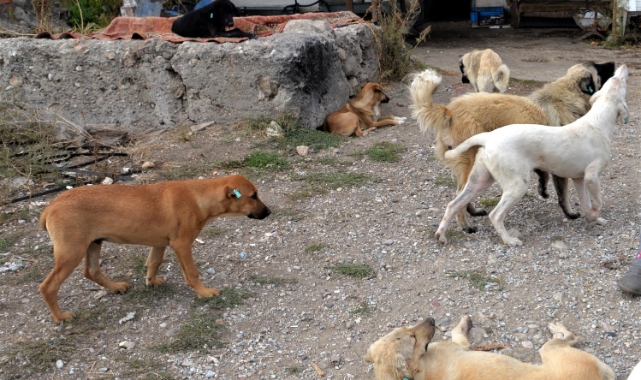 İşin uzmanı acı gerçeği açıkladı